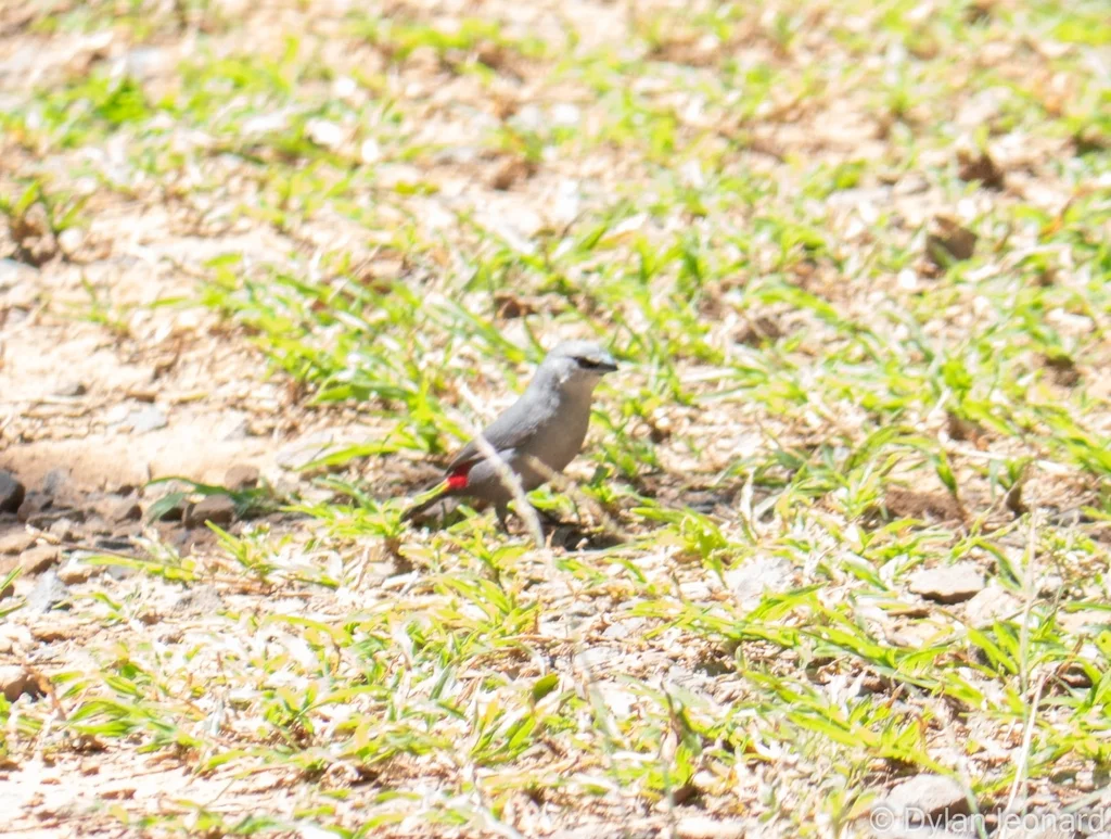 黑尾梅花雀(Glaucestrilda perreini)