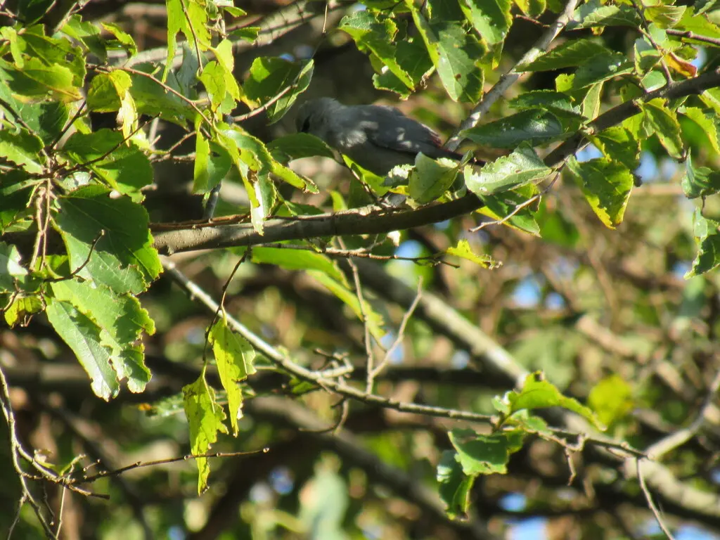 黑尾梅花雀(Glaucestrilda perreini)