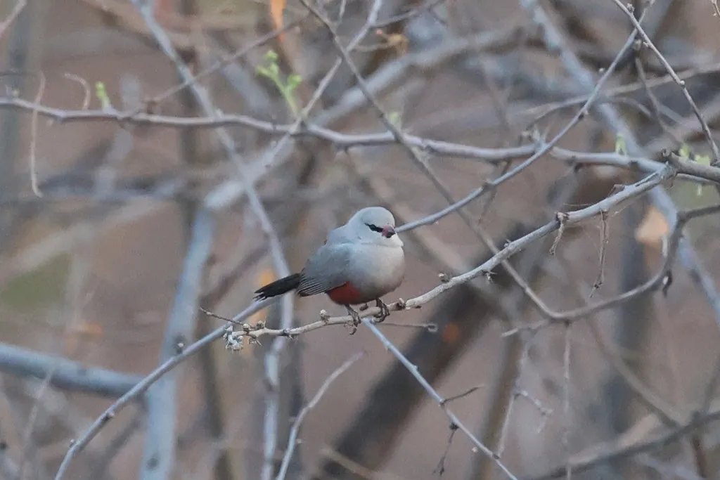 纽氏梅花雀（Glaucestrilda thomensis）