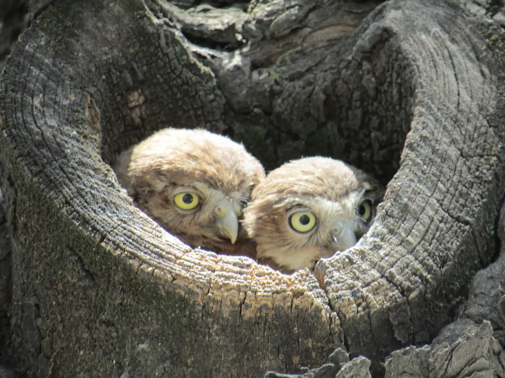 棕鸺鹠(Glaucidium brasilianum)