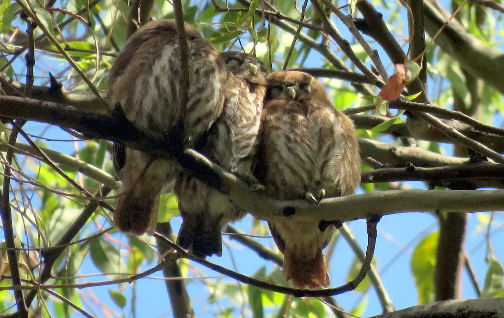 棕鸺鹠(Glaucidium brasilianum)