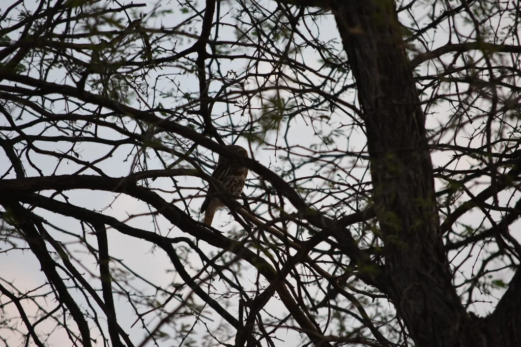 斑鸺鹠(Glaucidium capense)
