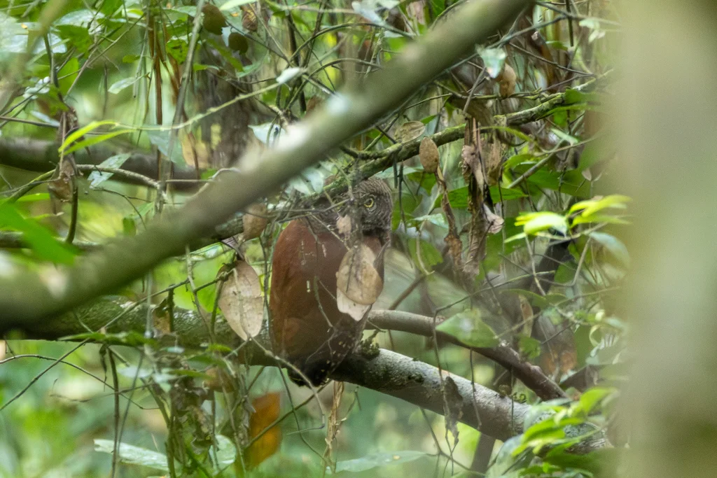 栗背鸺鹠（Glaucidium castanotum）