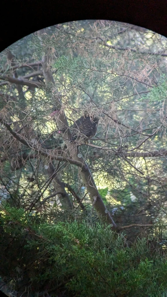 哥斯达黎加鸺鹠(Glaucidium costaricanum)