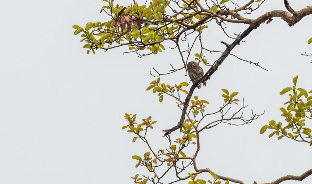 斑头鸺鹠(Glaucidium cuculoides)
