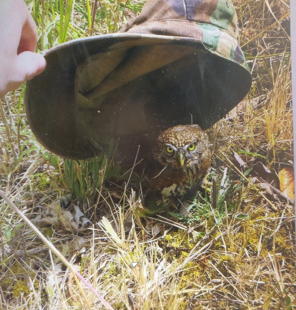 山鸺鹠(Glaucidium gnoma)