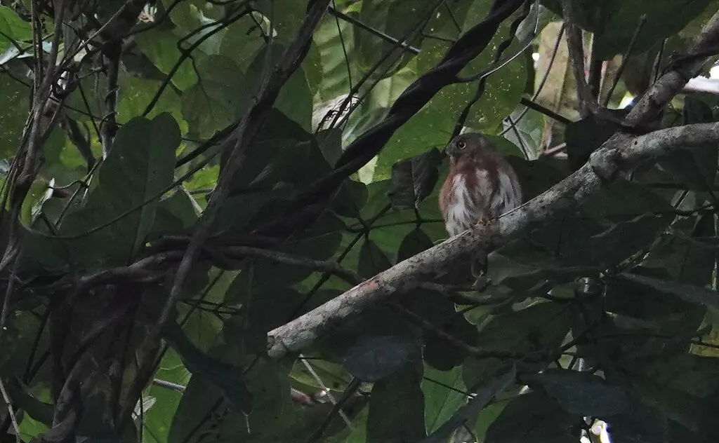 亚马逊鸺鹠(Glaucidium hardyi)