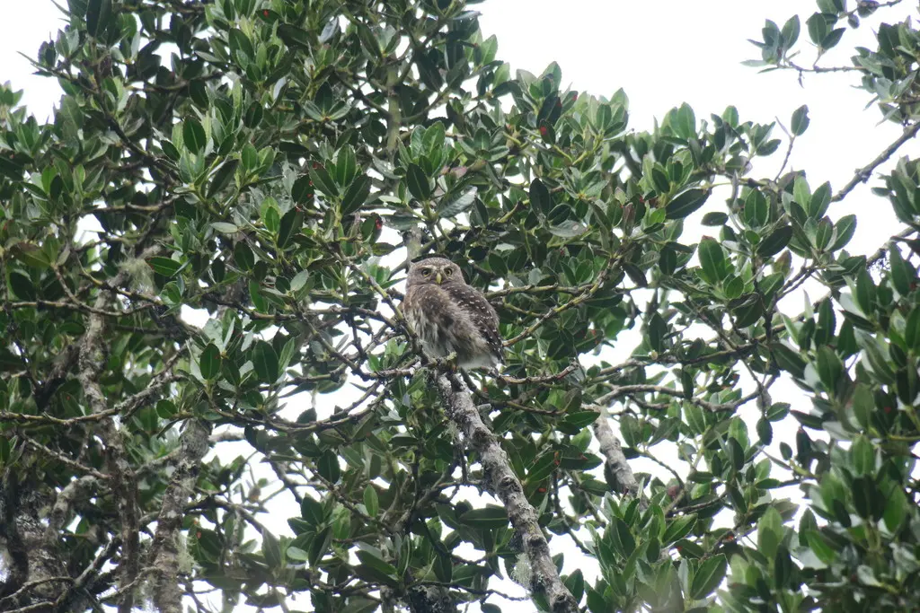 安第斯鸺鹠（Glaucidium jardinii）