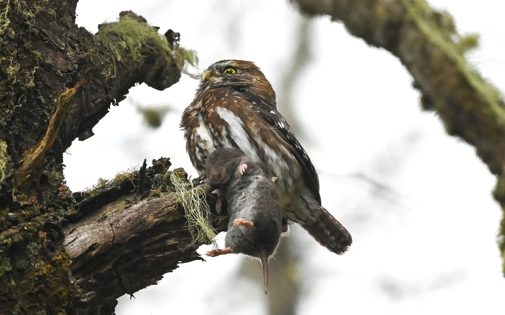 南鸺鹠(Glaucidium nana)
