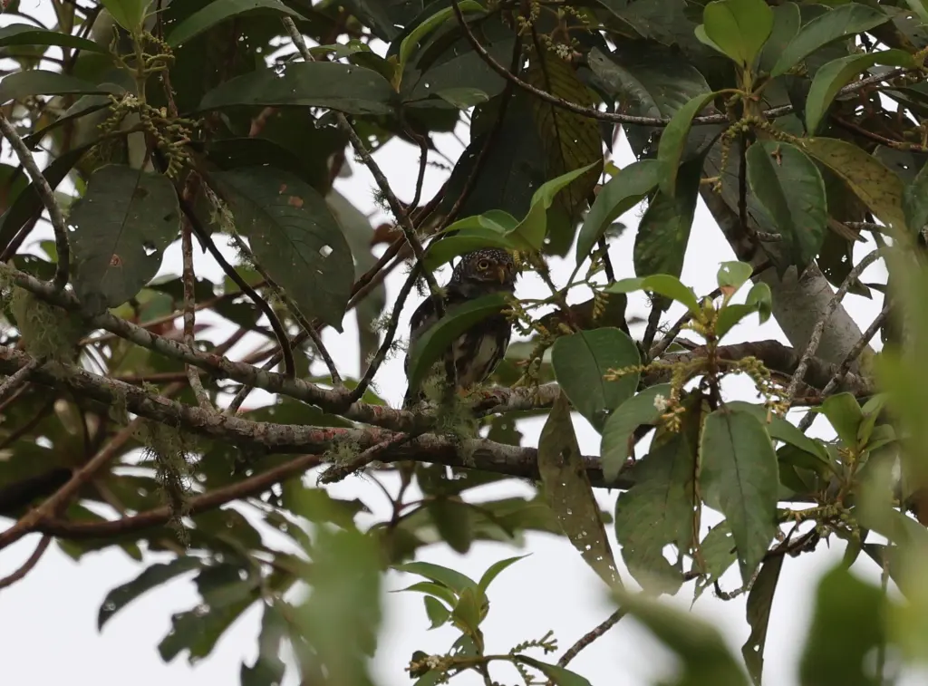 派克鸺鹠(Glaucidium parkeri)