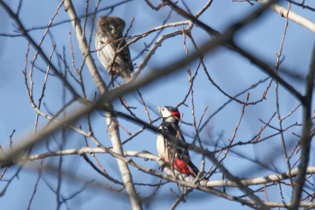 花头鸺鹠(Glaucidium passerinum)