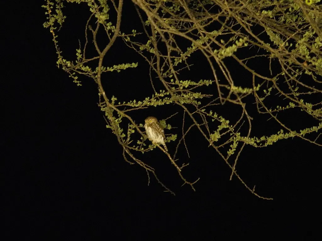 珠斑鸺鹠(Glaucidium perlatum)
