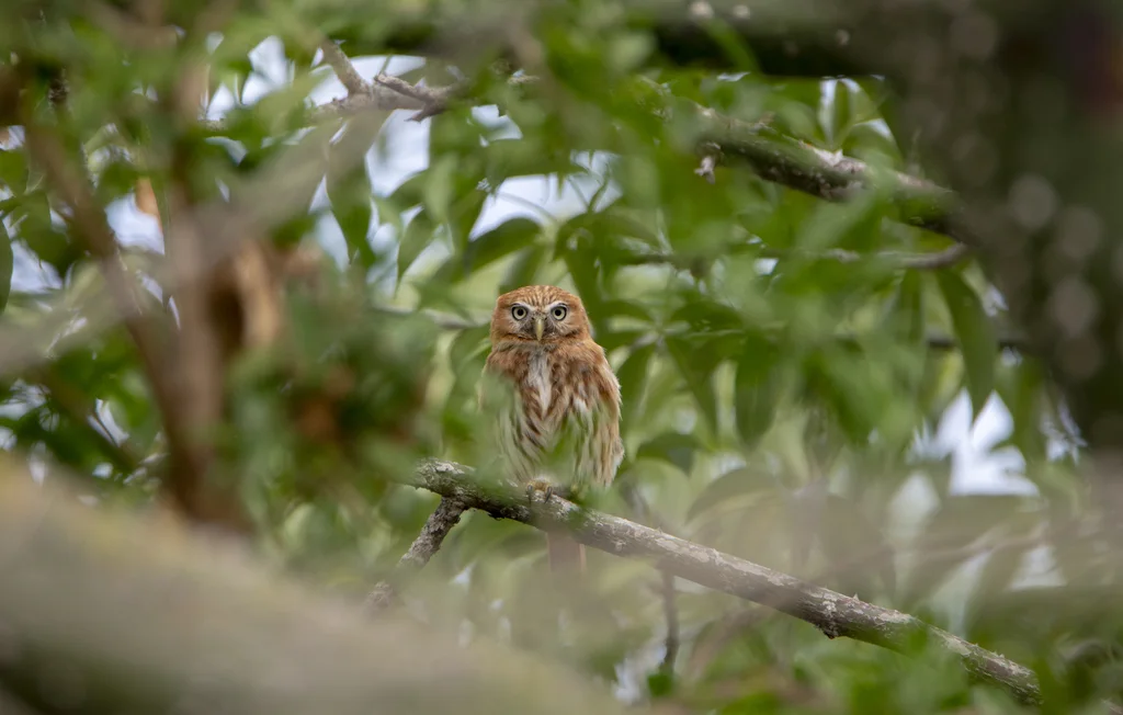 秘鲁鸺鹠(Glaucidium peruanum)