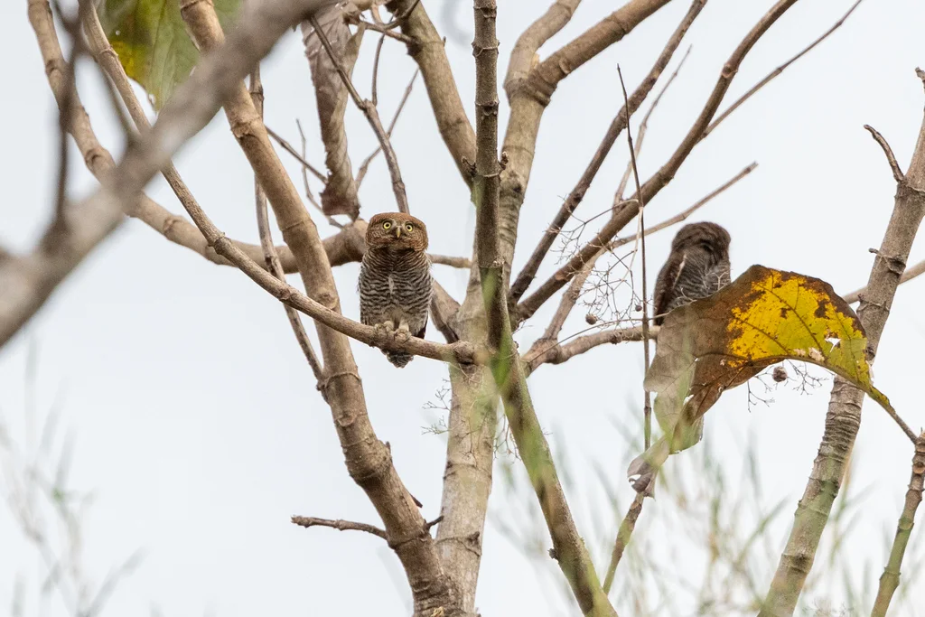 丛林鸺鹠(Glaucidium radiatum)