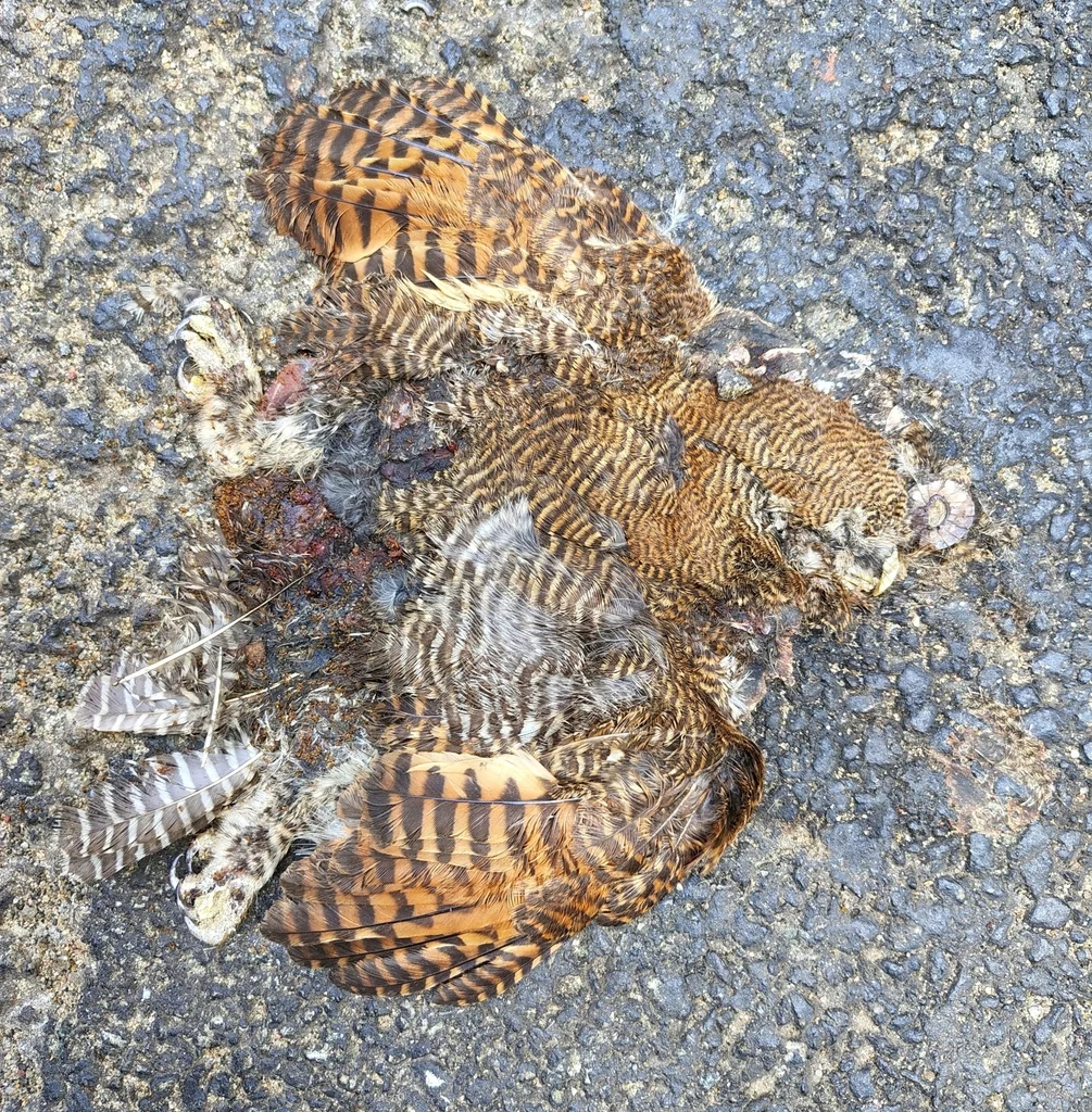 丛林鸺鹠(Glaucidium radiatum)