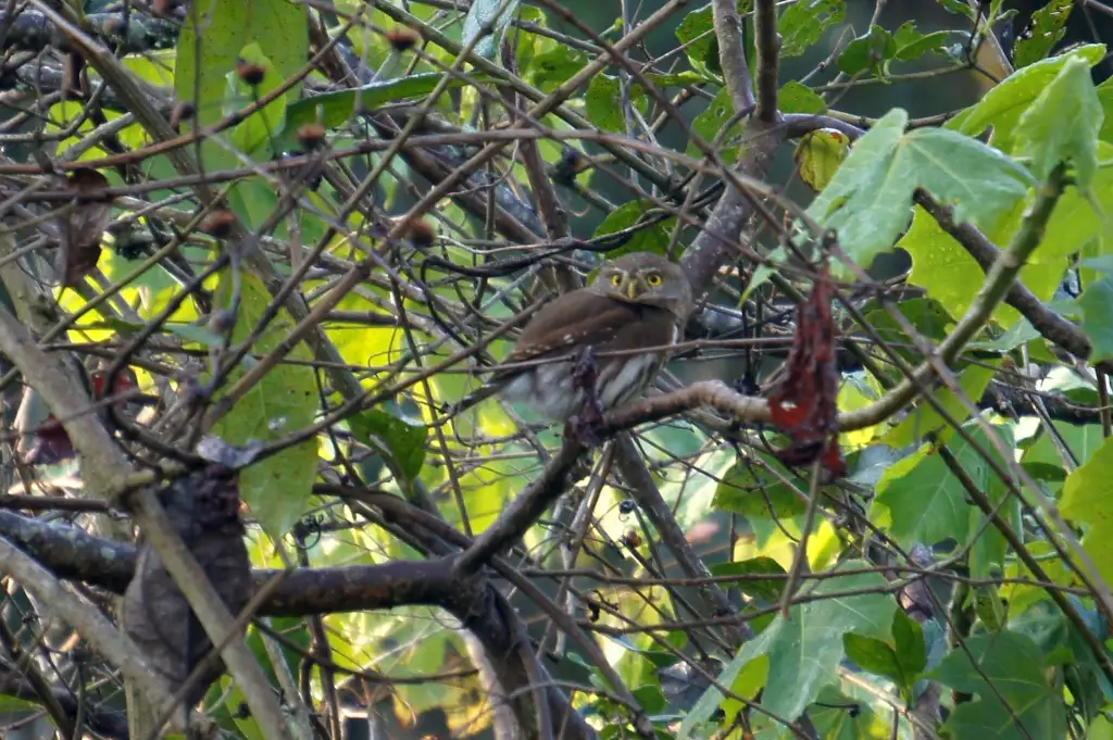 塔州鸺鹠(Glaucidium sanchezi)