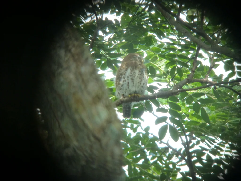 古巴鸺鹠(Glaucidium siju)