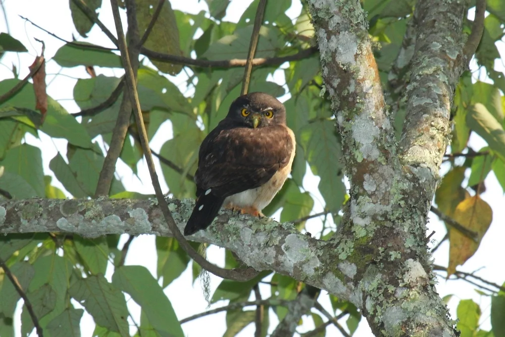红胸鸺鹠(Glaucidium tephronotum)