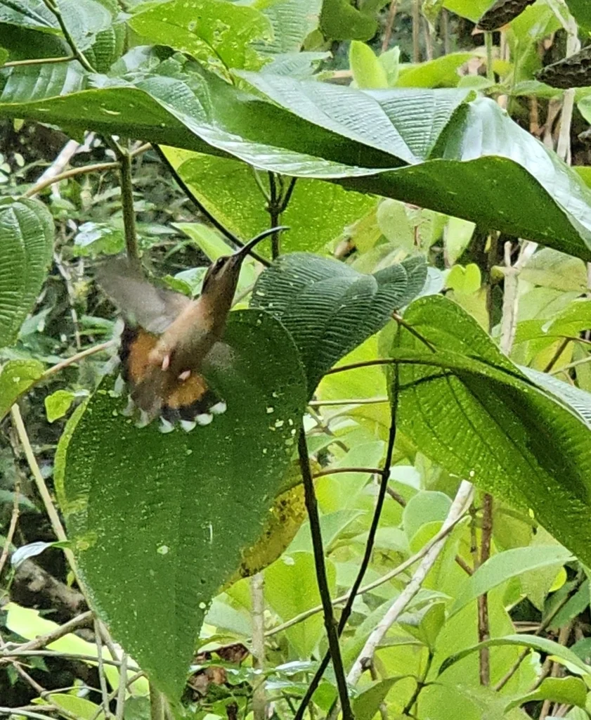 铜色蜂鸟(Glaucis aeneus)
