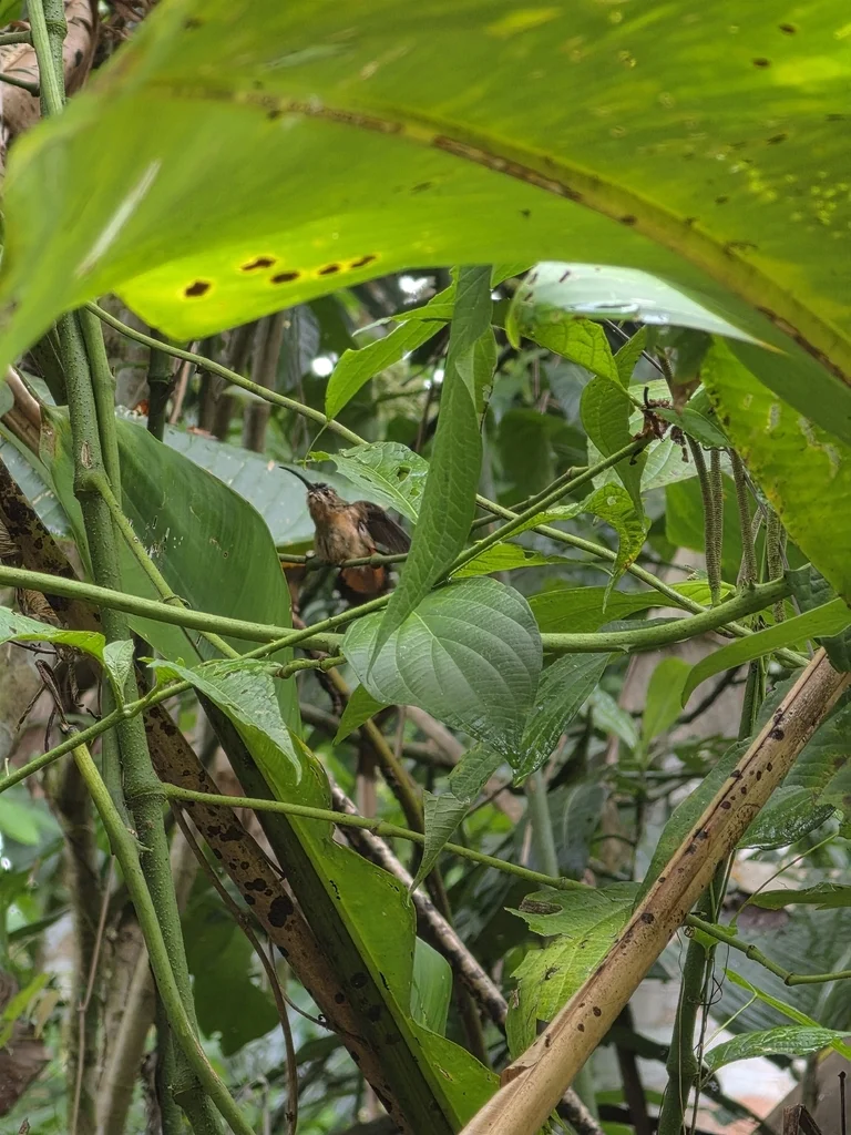 铜色蜂鸟(Glaucis aeneus)
