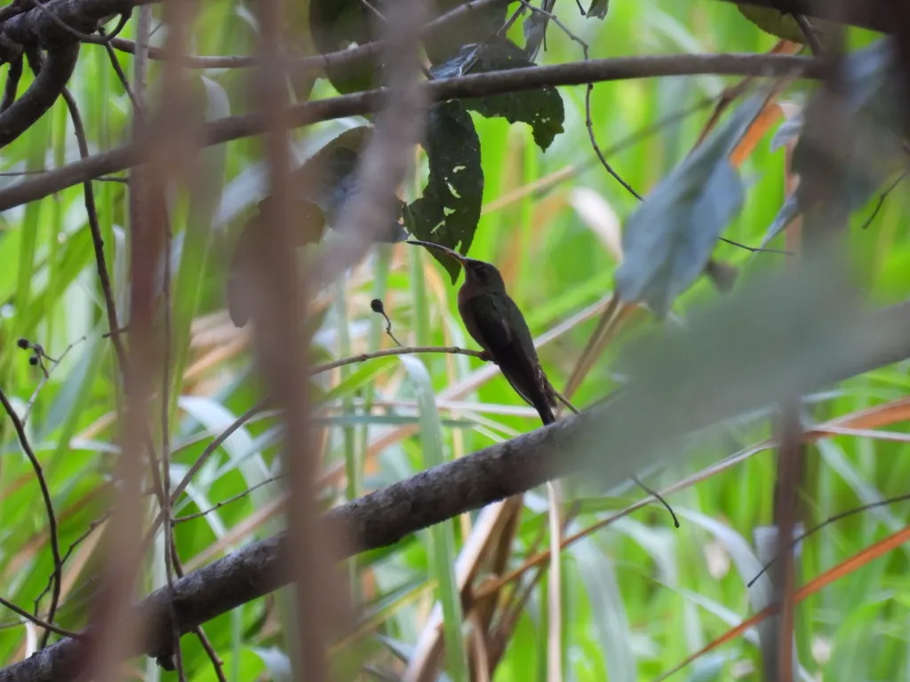 棕胸铜色蜂鸟(Glaucis hirsutus)