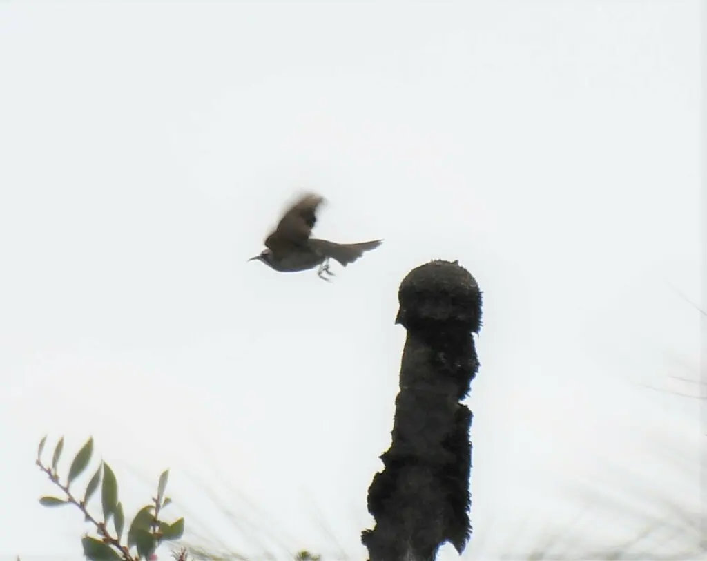 茶冠澳蜜鸟(Gliciphila melanops)
