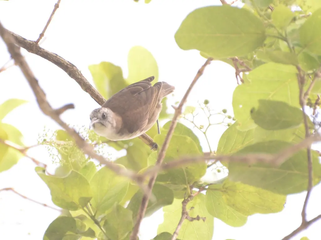 白腹澳蜜鸟(Gliciphila notabilis)
