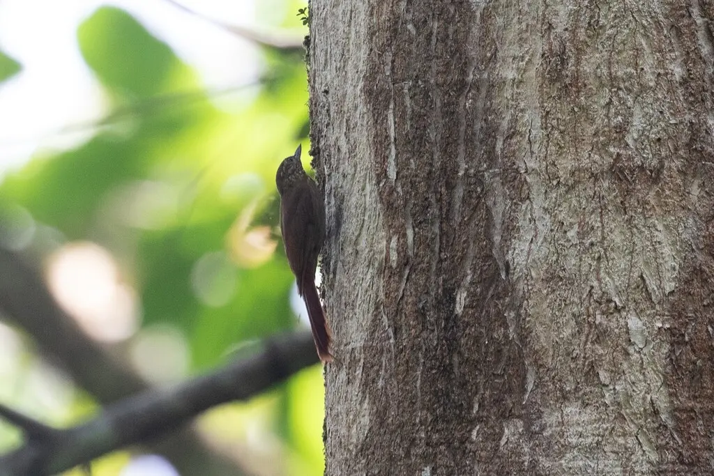 楔嘴䴕雀(Glyphorynchus spirurus)