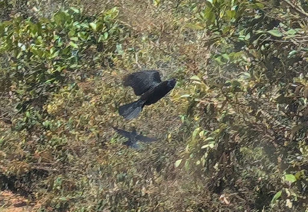 巴西拟鹂(Gnorimopsar chopi)