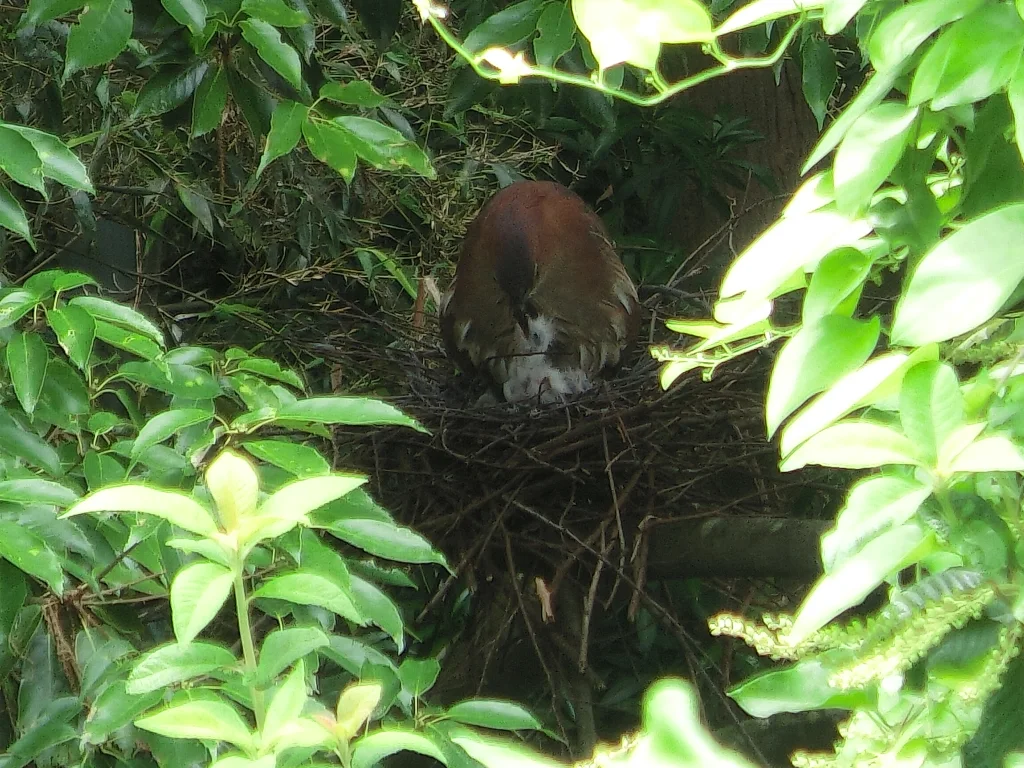 栗鳽（Gorsachius goisagi）