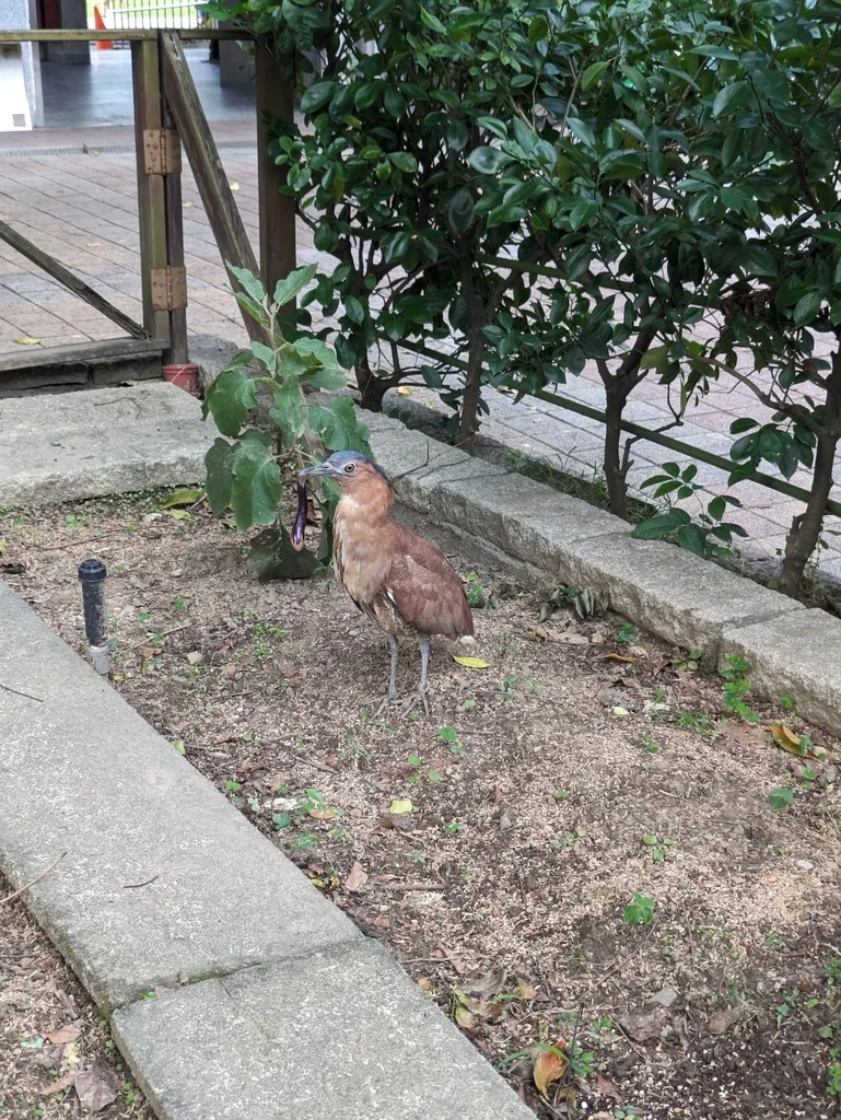 黑冠鳽(Gorsachius melanolophus)