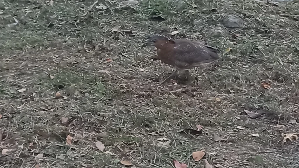 黑冠鳽(Gorsachius melanolophus)
