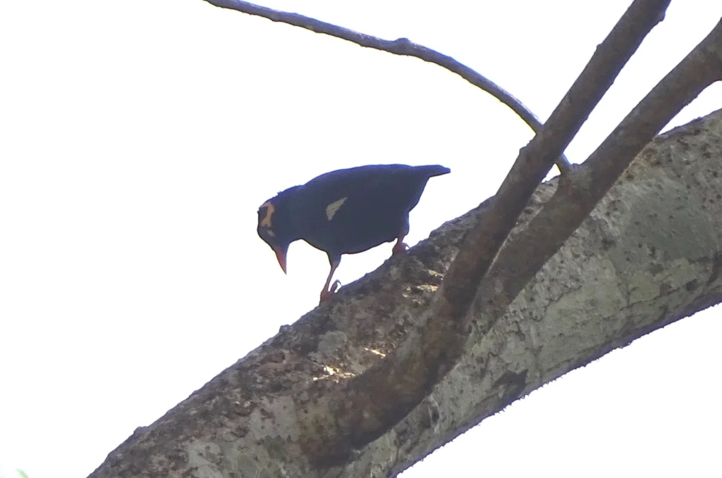 南鹩哥(Gracula indica)