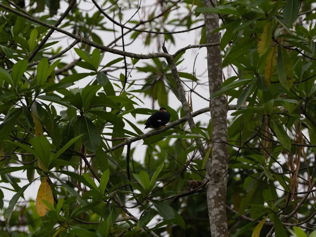 斯里兰卡鹩哥(Gracula ptilogenys)