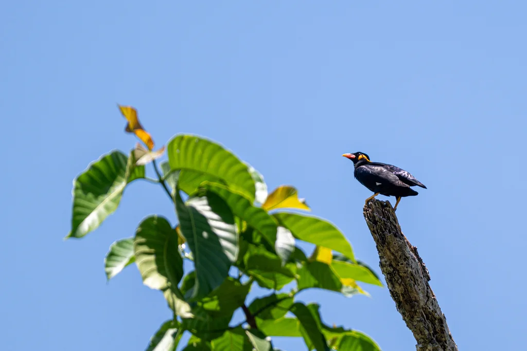 鹩哥(Gracula religiosa)
