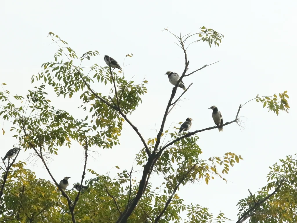 黑领椋鸟(Gracupica nigricollis)