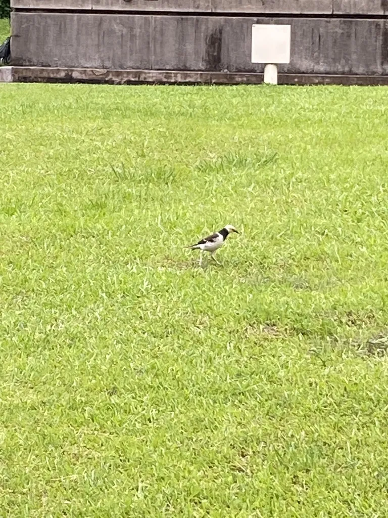 黑领椋鸟(Gracupica nigricollis)