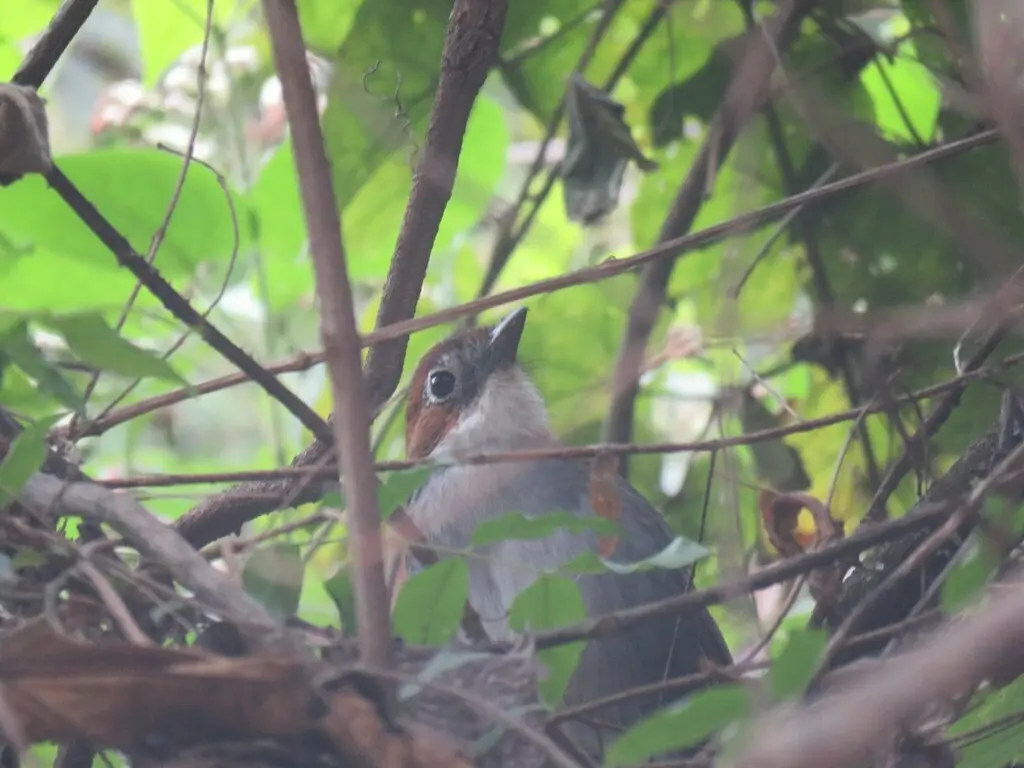 白喉蚁鸫(Grallaria albigula)