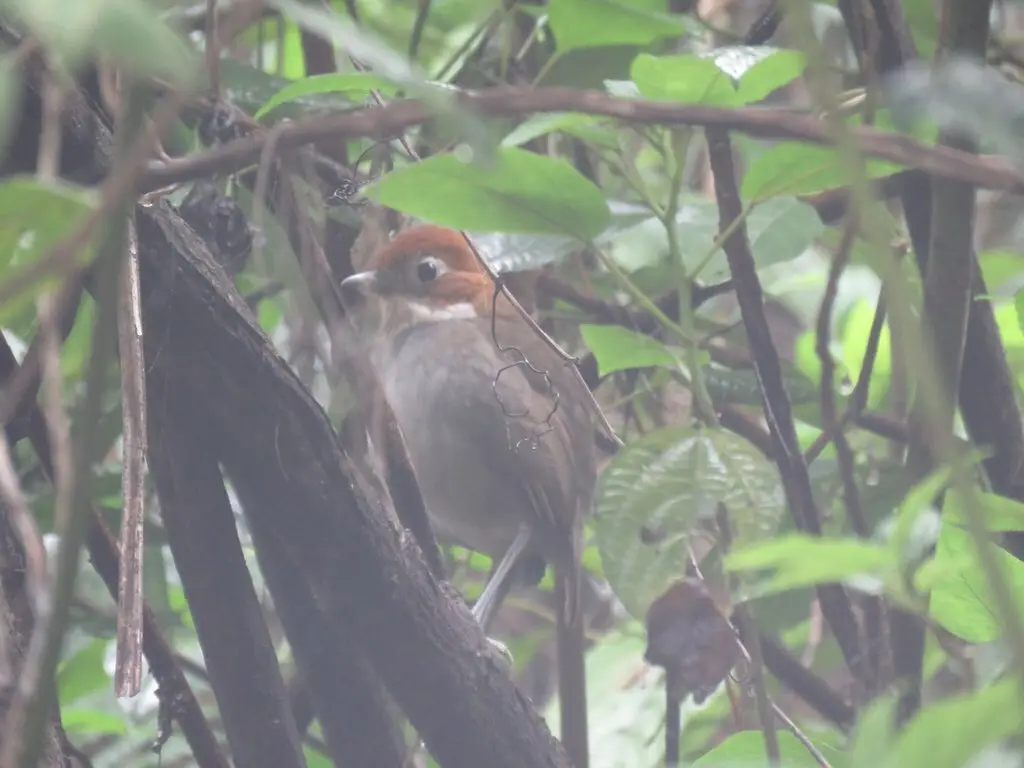白喉蚁鸫(Grallaria albigula)