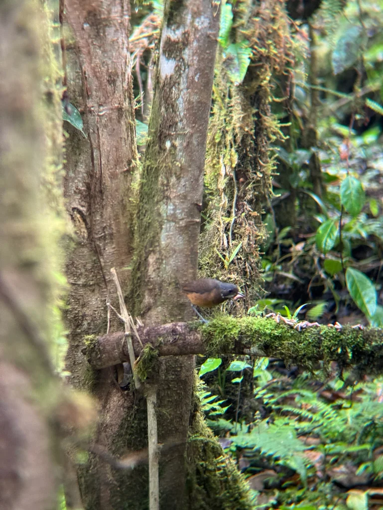 须蚁鸫(Grallaria alleni)