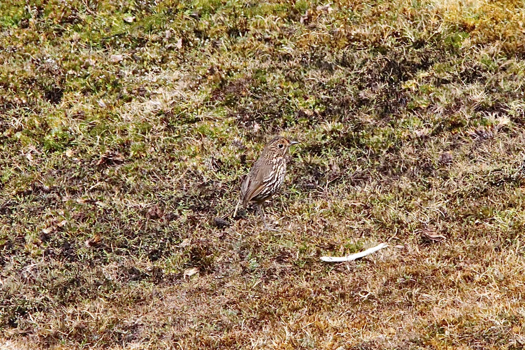 纹头蚁鸫(Grallaria andicolus)