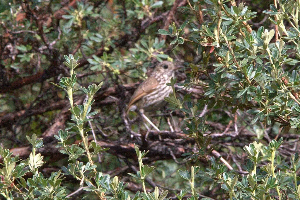 纹头蚁鸫(Grallaria andicolus)