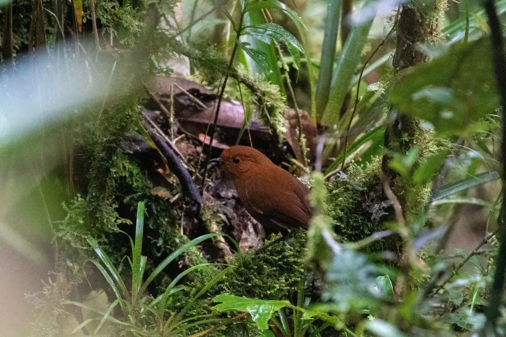栗蚁鸫(Grallaria blakei)