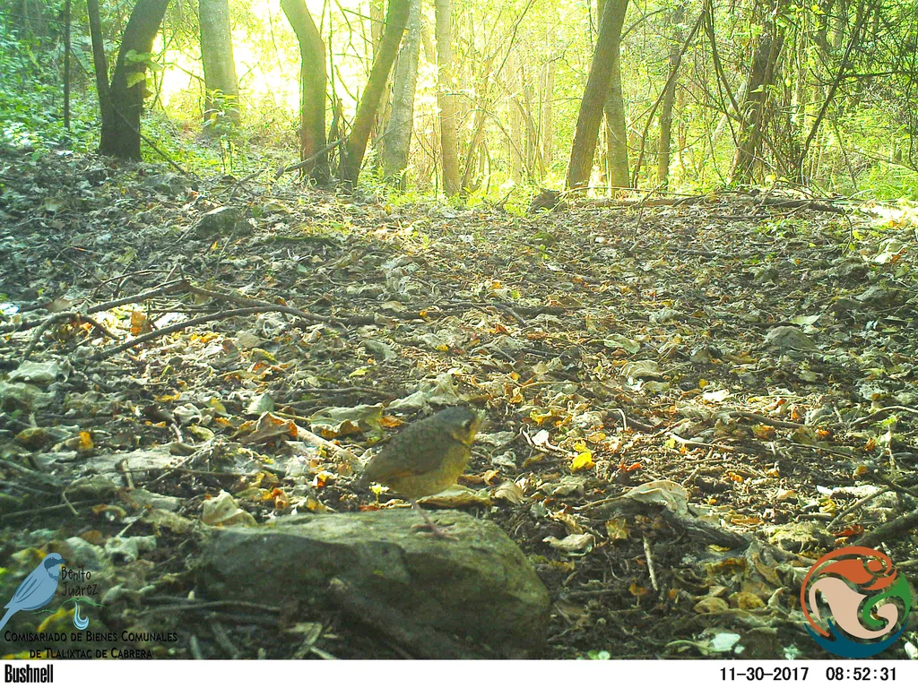 鳞斑蚁鸫(Grallaria guatimalensis)