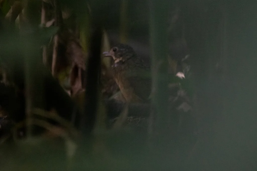 鳞斑蚁鸫(Grallaria guatimalensis)