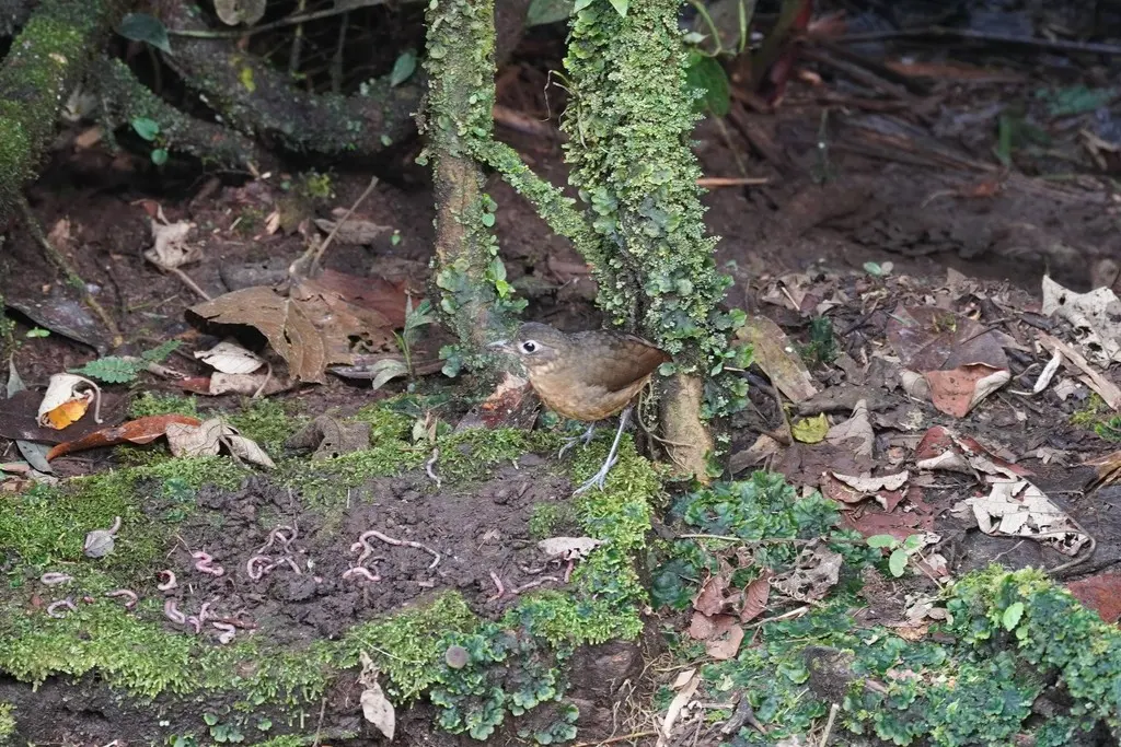 纯背蚁鸫(Grallaria haplonota)