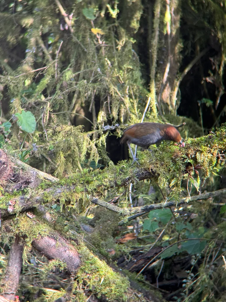 栗枕蚁鸫(Grallaria nuchalis)