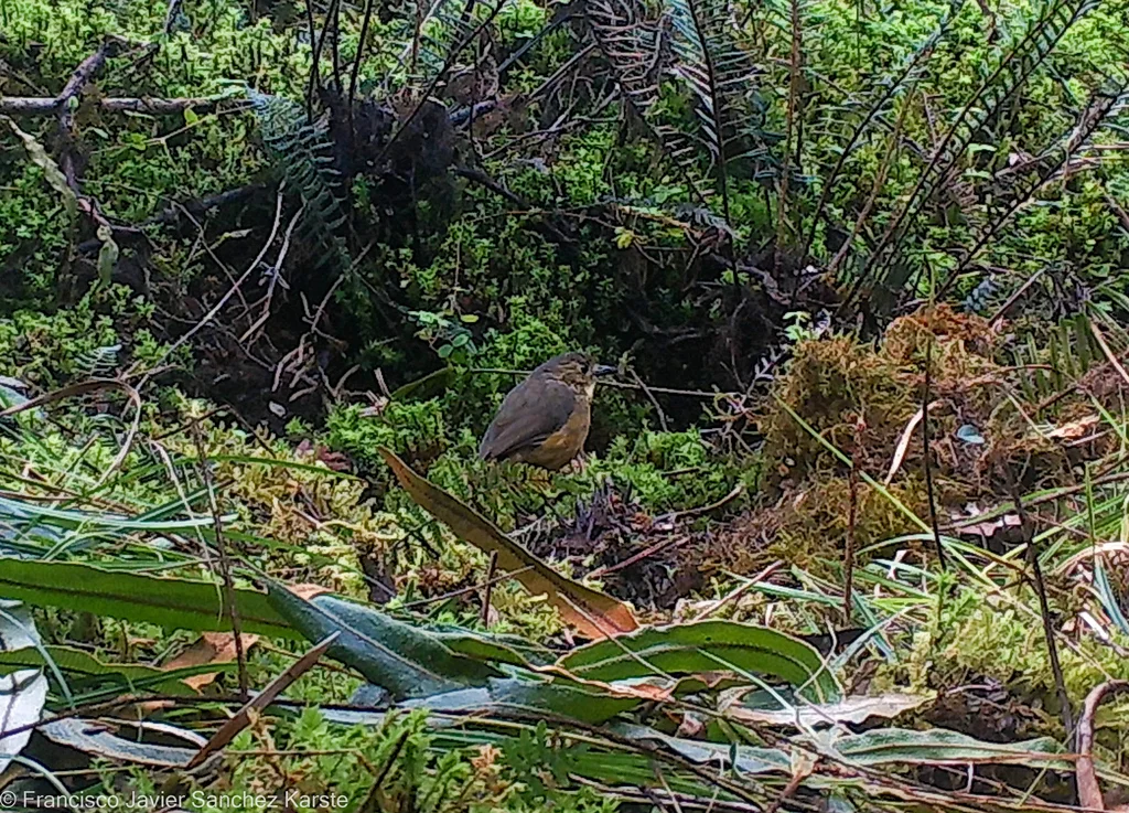 褐蚁鸫(Grallaria quitensis)