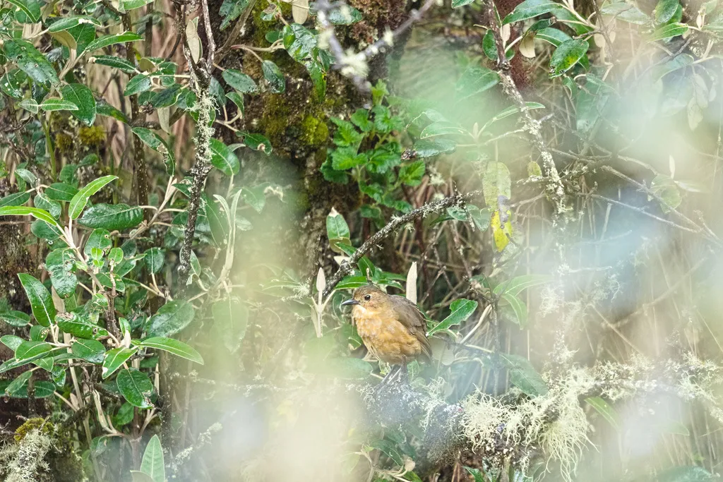 褐蚁鸫(Grallaria quitensis)