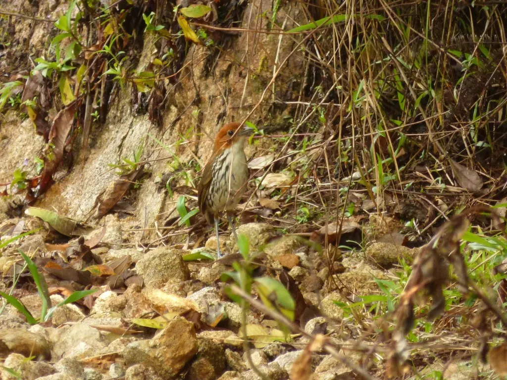 栗顶蚁鸫(Grallaria ruficapilla)